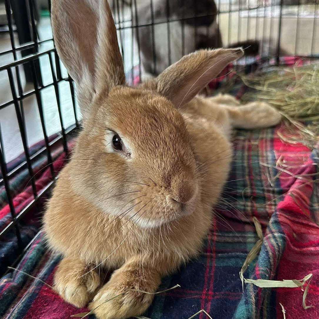 Enlarge Cashew *bonded to Lupe, a Adoptable mixed breed in Norway, ME image 3/6