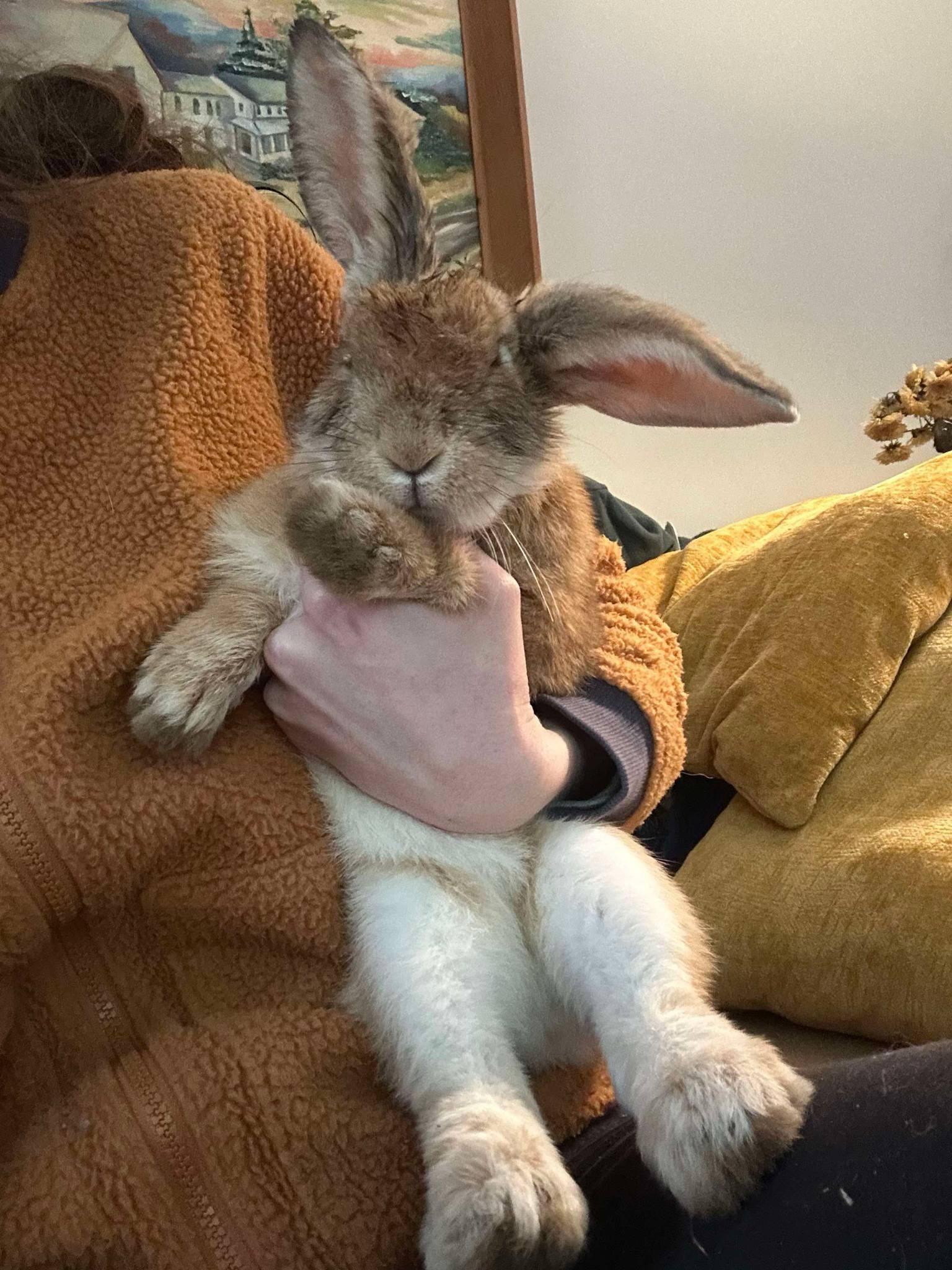 Enlarge Cashew *bonded to Lupe, a Adoptable mixed breed in Norway, ME image 6/6