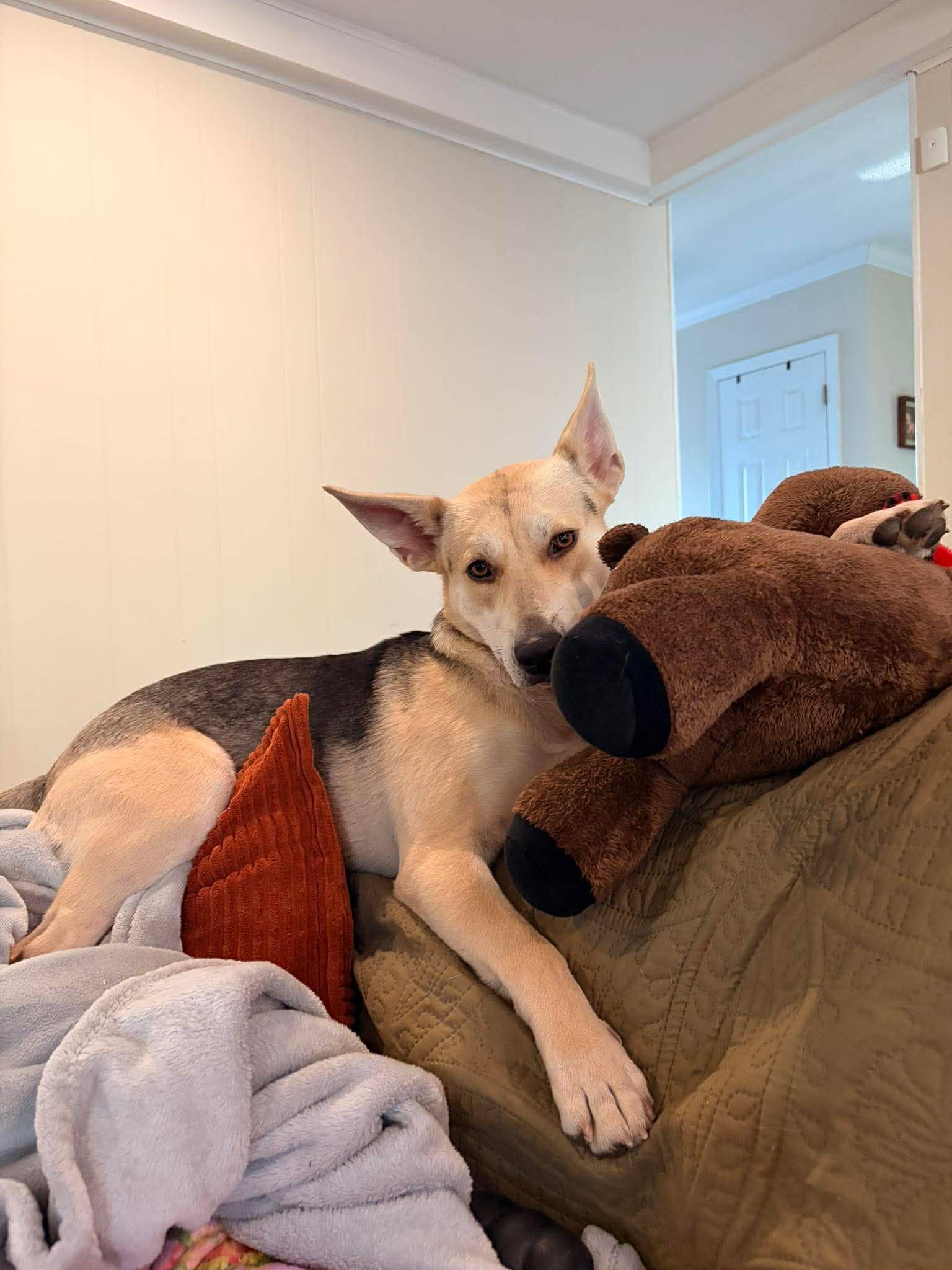 Enlarge Raya, a Adoptable mixed breed in Gulfport, MS image 4/6