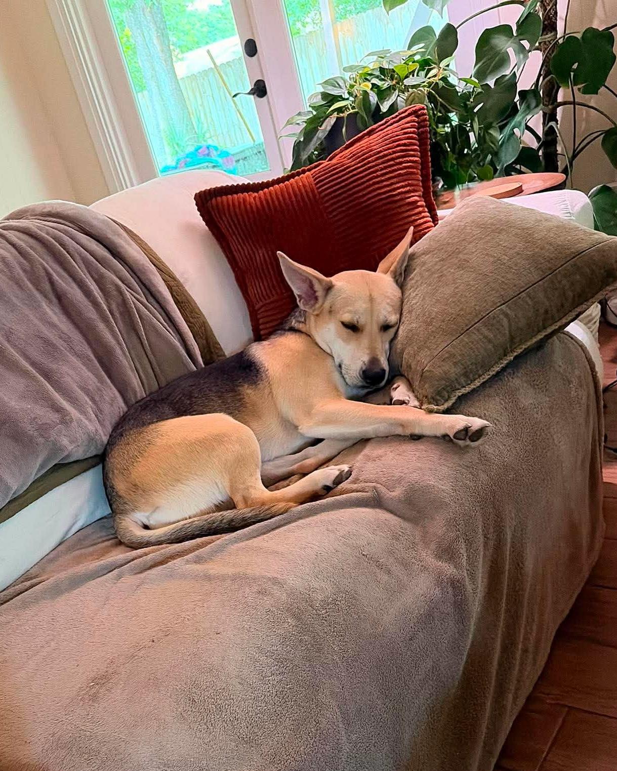 Enlarge Raya, a Adoptable mixed breed in Gulfport, MS image 6/6