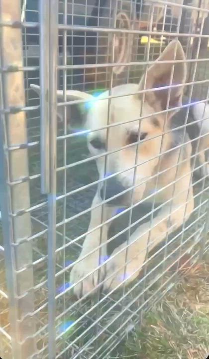 Enlarge Raya, a Adoptable mixed breed in Gulfport, MS video 2/6