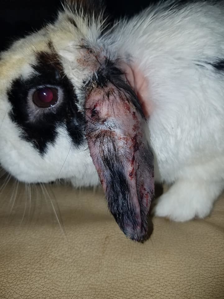 Enlarge Thunder Cloud, a Adoptable Bunny Rabbit in Granite City, IL image 1/12