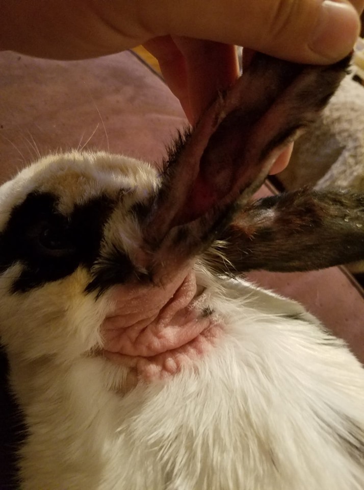 Enlarge Thunder Cloud, a Adoptable Bunny Rabbit in Granite City, IL image 2/12