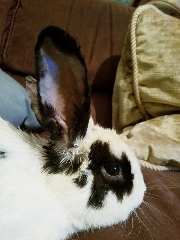 Enlarge Thunder Cloud, a Adoptable Bunny Rabbit in Granite City, IL image 3/12