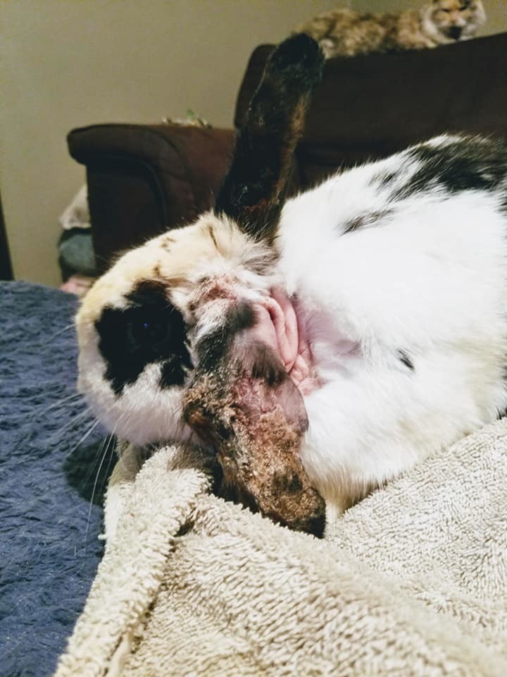 Enlarge Thunder Cloud, a Adoptable Bunny Rabbit in Granite City, IL image 4/12