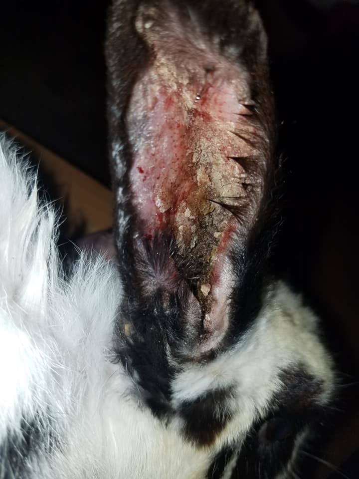 Enlarge Thunder Cloud, a Adoptable Bunny Rabbit in Granite City, IL image 5/12