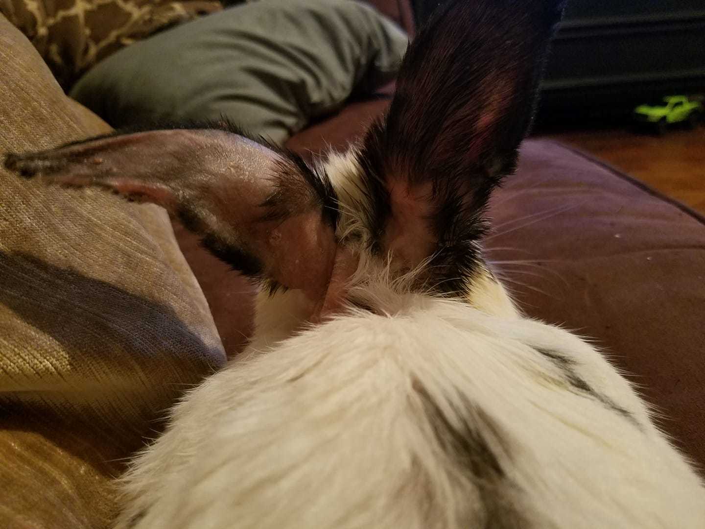 Enlarge Thunder Cloud, a Adoptable Bunny Rabbit in Granite City, IL image 6/12