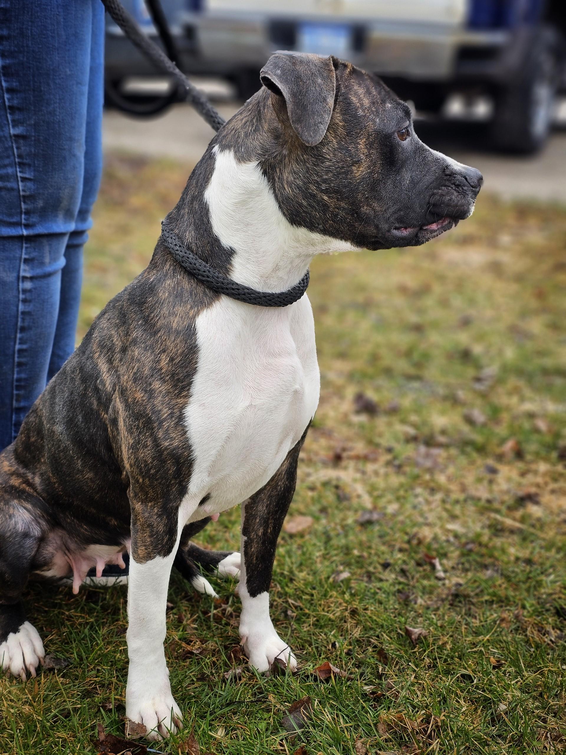 Enlarge Laurel, a ADOPTABLE mixed breed in Bay City, MI image 2/3