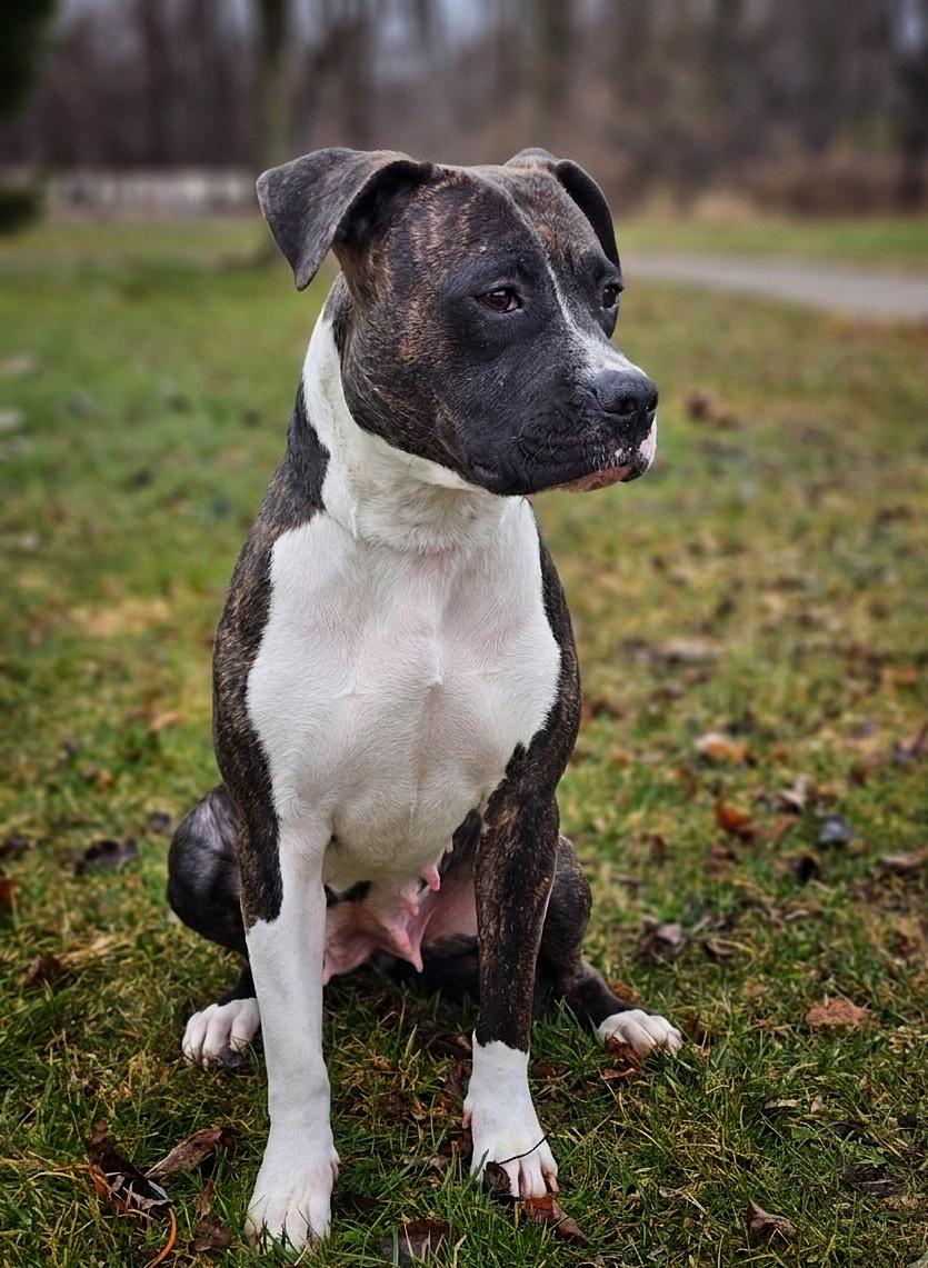 Laurel, ADOPTABLE, Adult Female Boxer.
