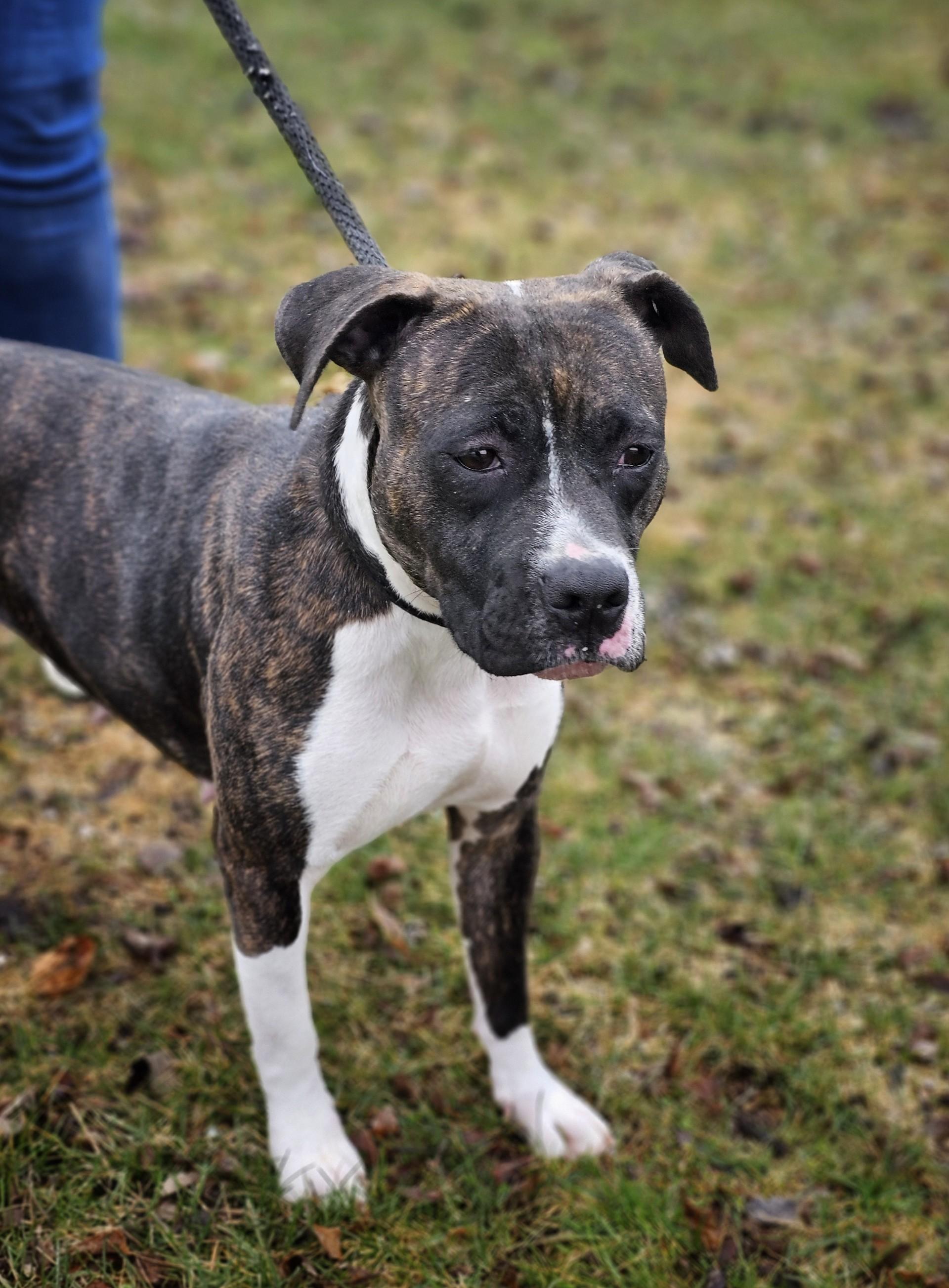 Enlarge Laurel, a ADOPTABLE mixed breed in Bay City, MI image 3/3
