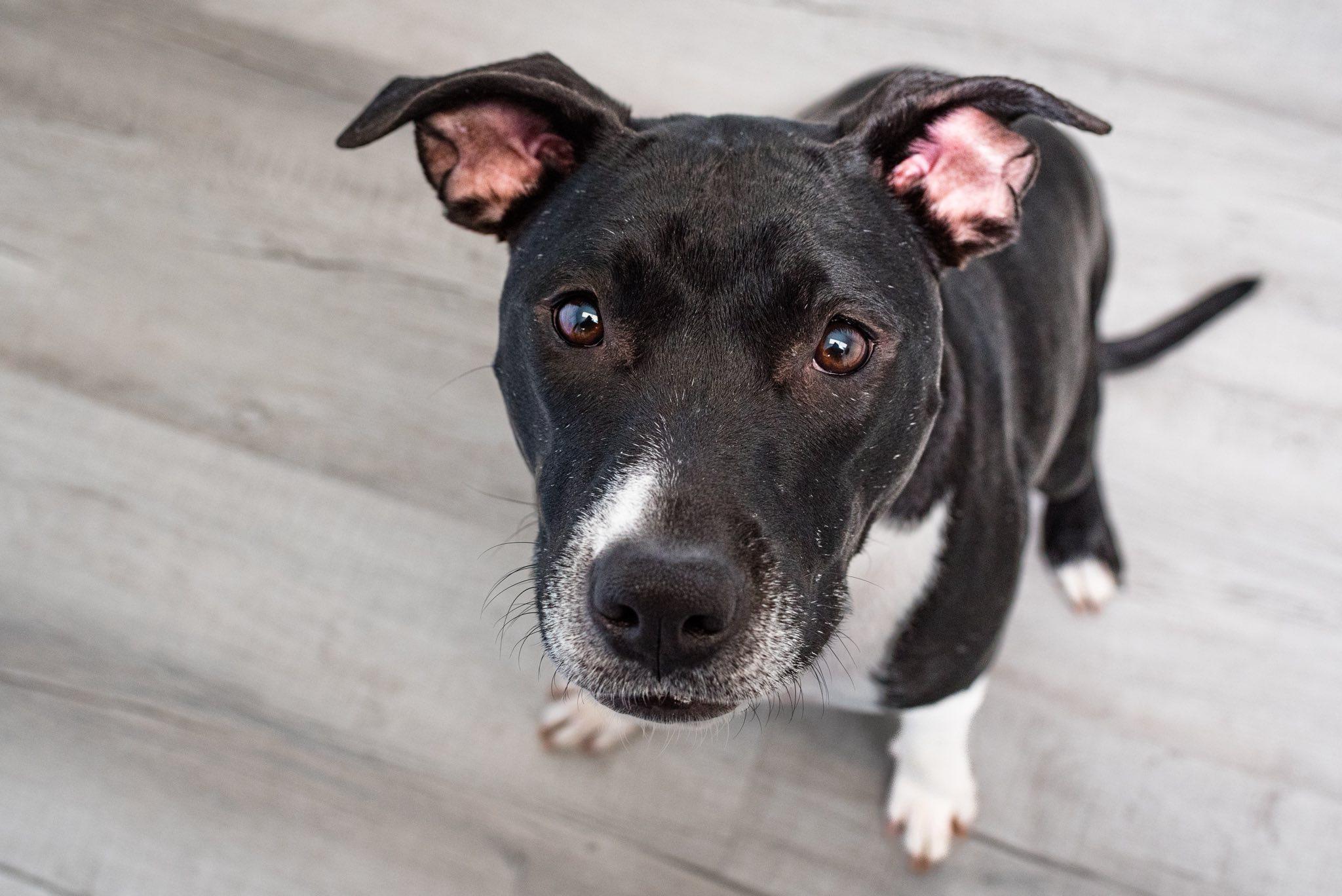 Enlarge Cricket, a Adoptable mixed breed in Oregon, OH image 2/2
