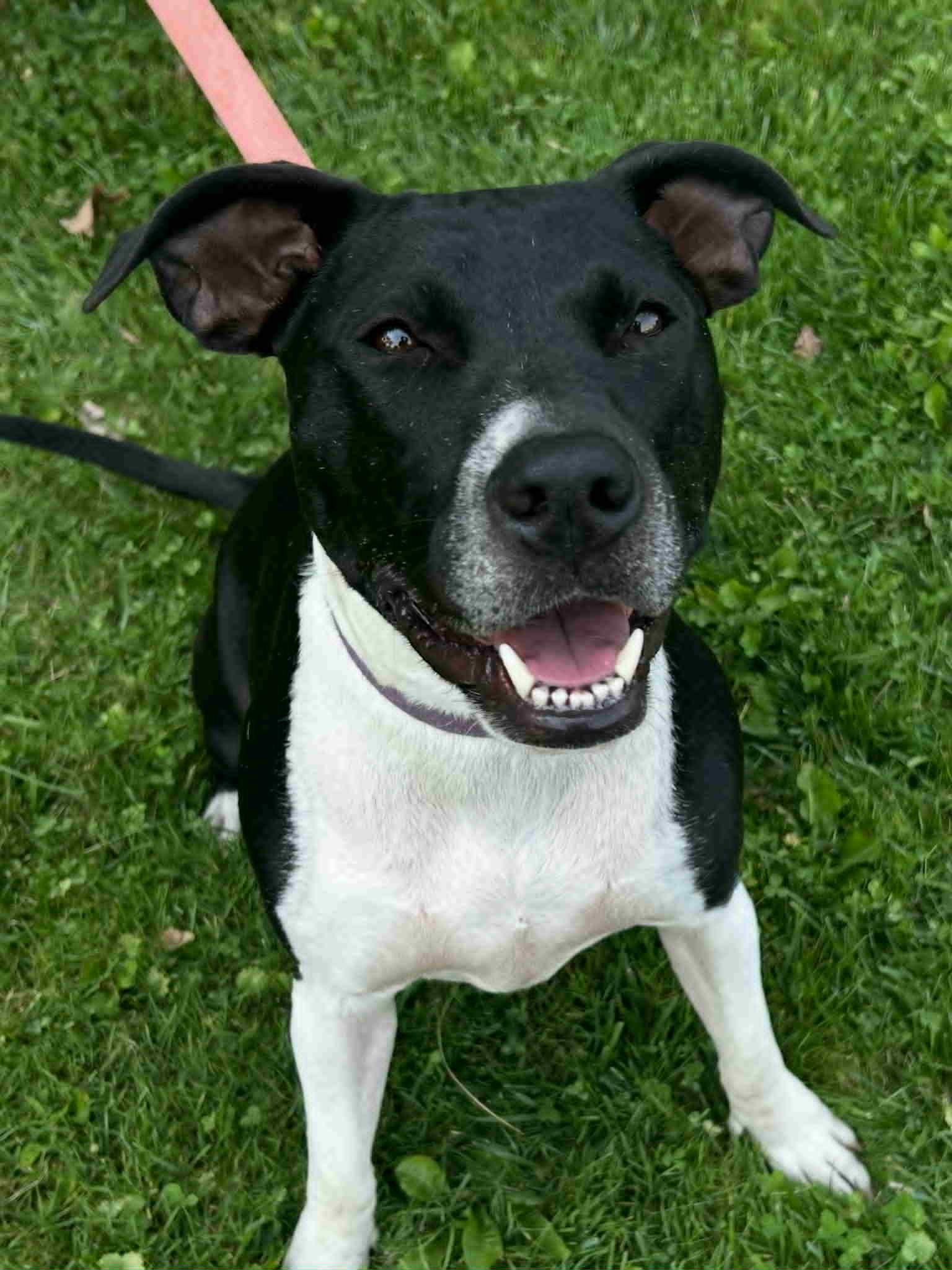 Cricket, Adoptable, Young Female Mixed Breed.