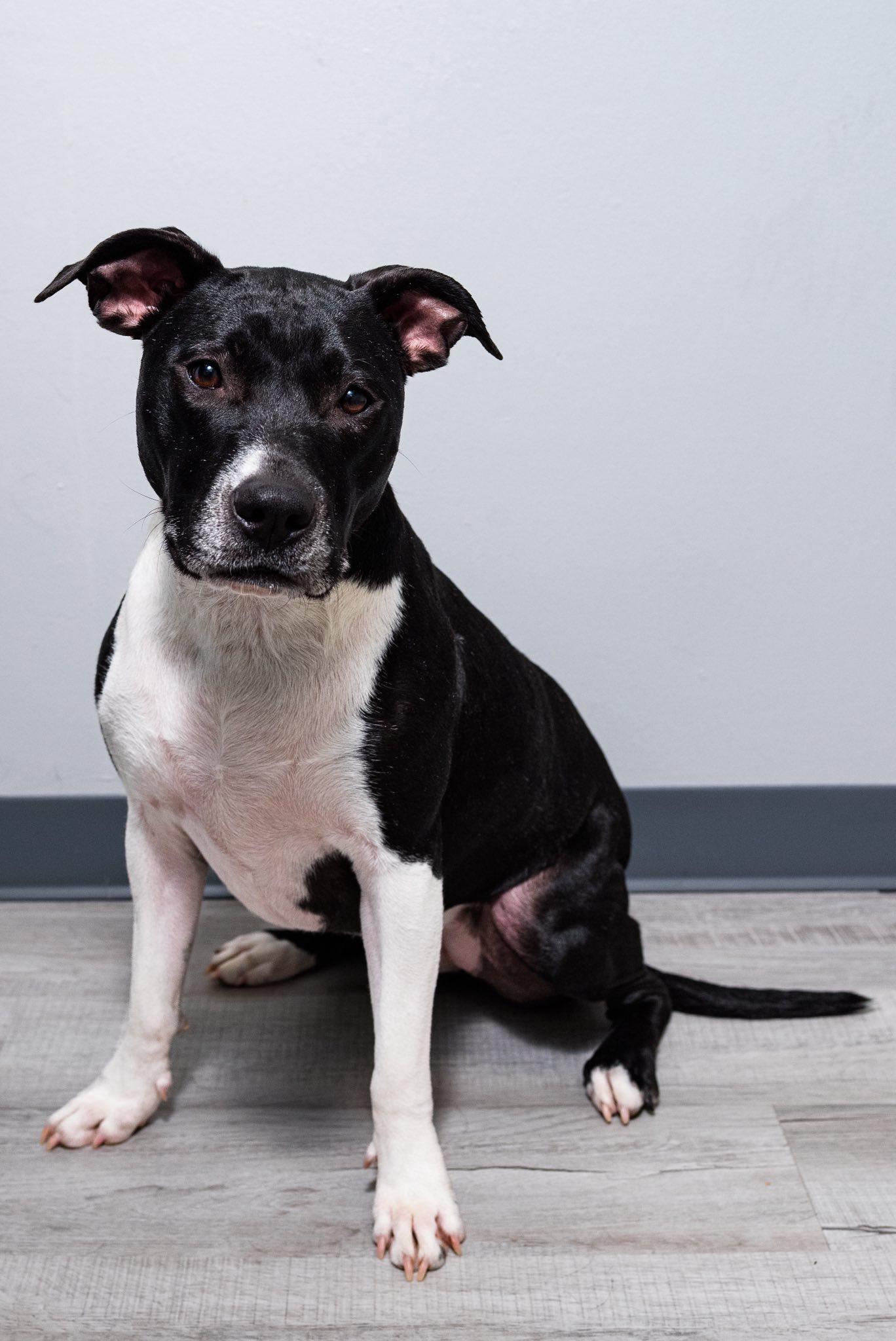 Cricket, Adoptable, Young Female Mixed Breed.