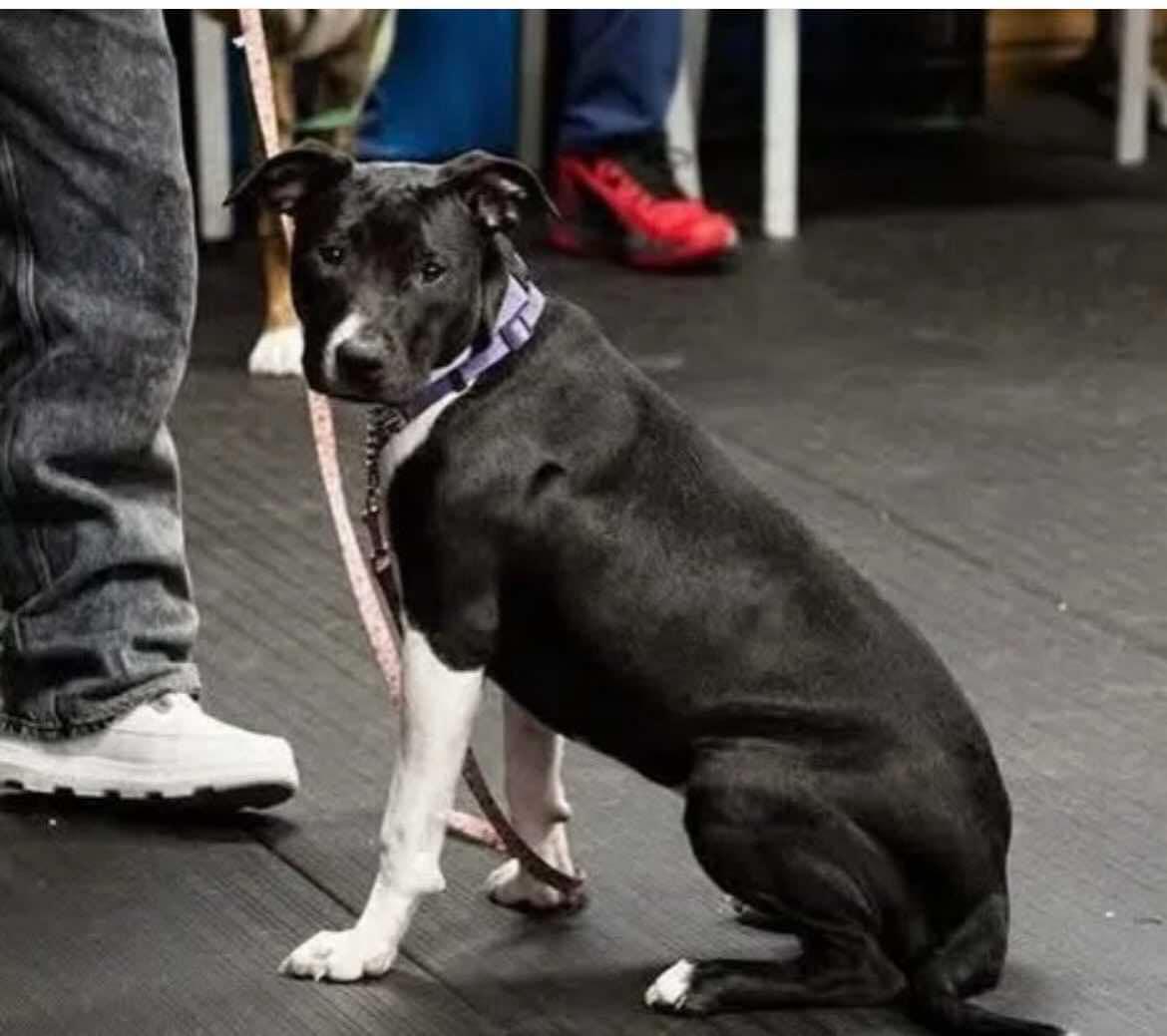 Cricket, Young Female Mixed Breed