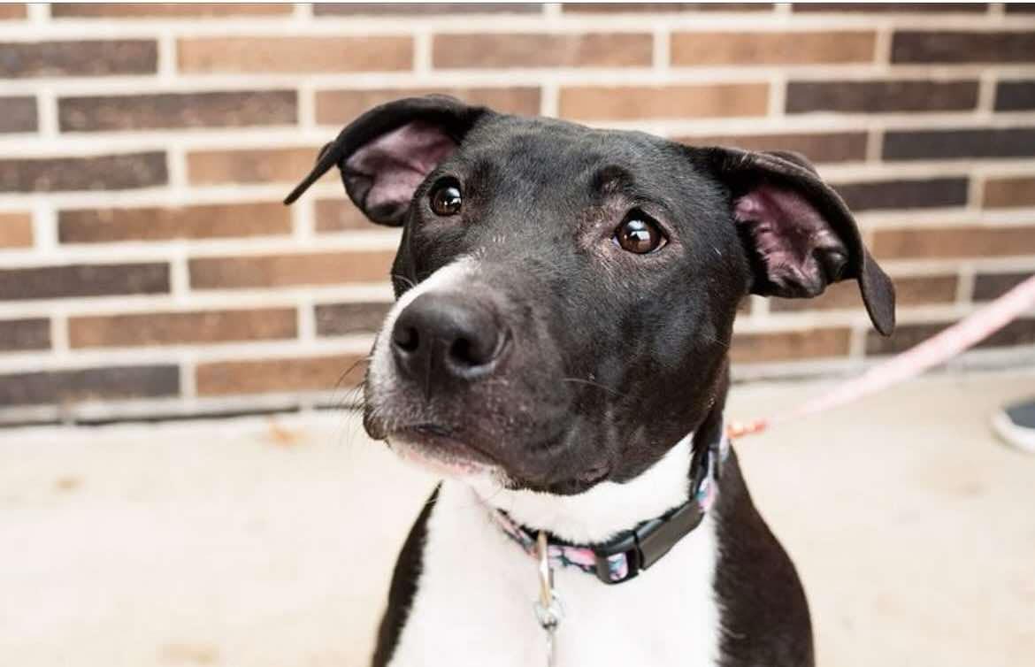 Cricket, a Adoptable mixed breed in Oregon, OH image 3/3