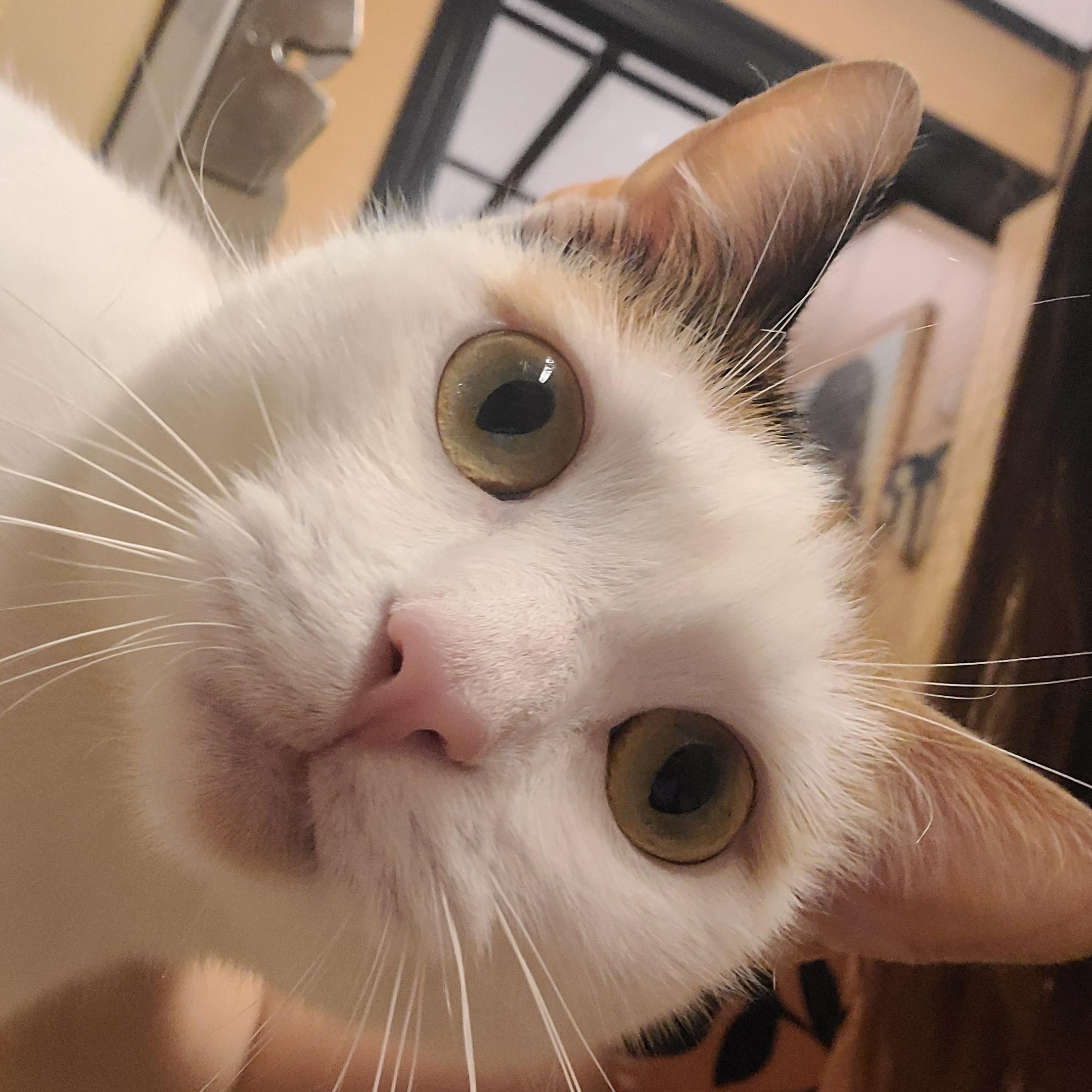 Enlarge Penelope , an adopted Domestic Short Hair in Gerrardstown, WV image 2/6