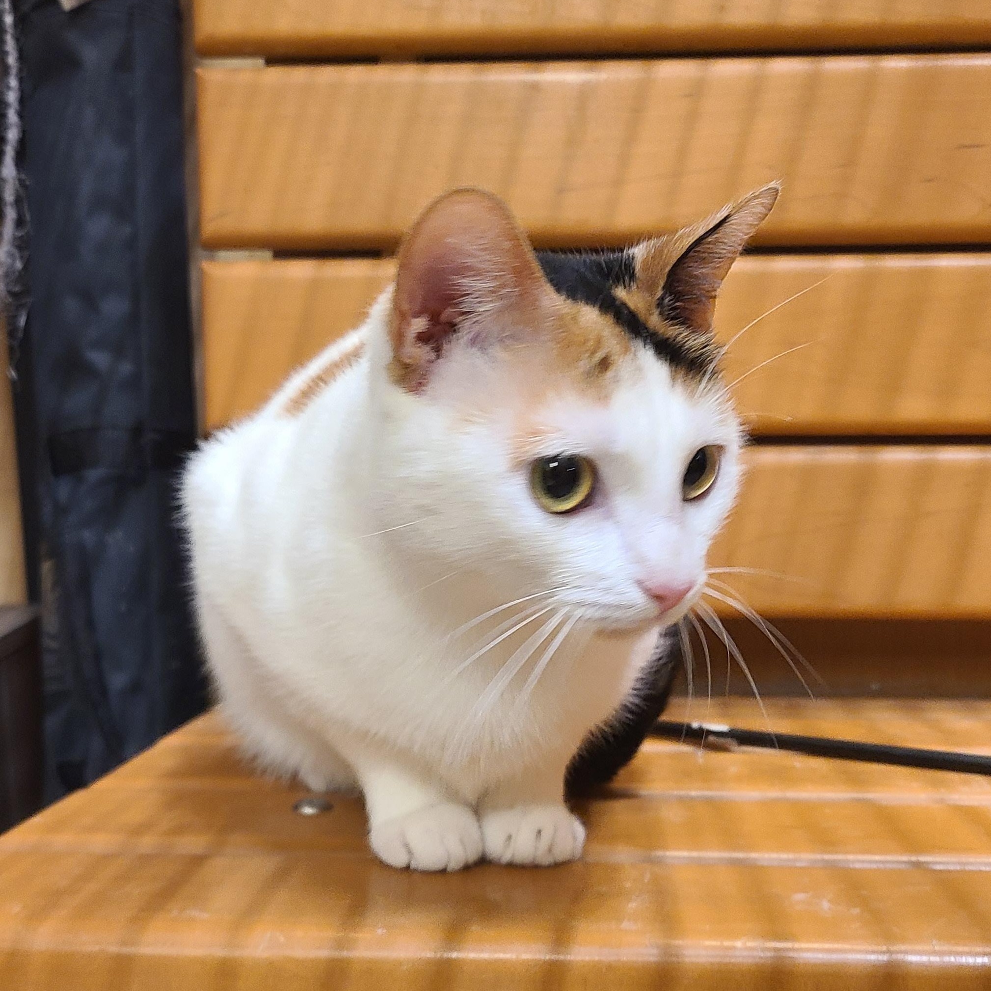 Enlarge Penelope , an adopted Domestic Short Hair in Gerrardstown, WV image 1/6