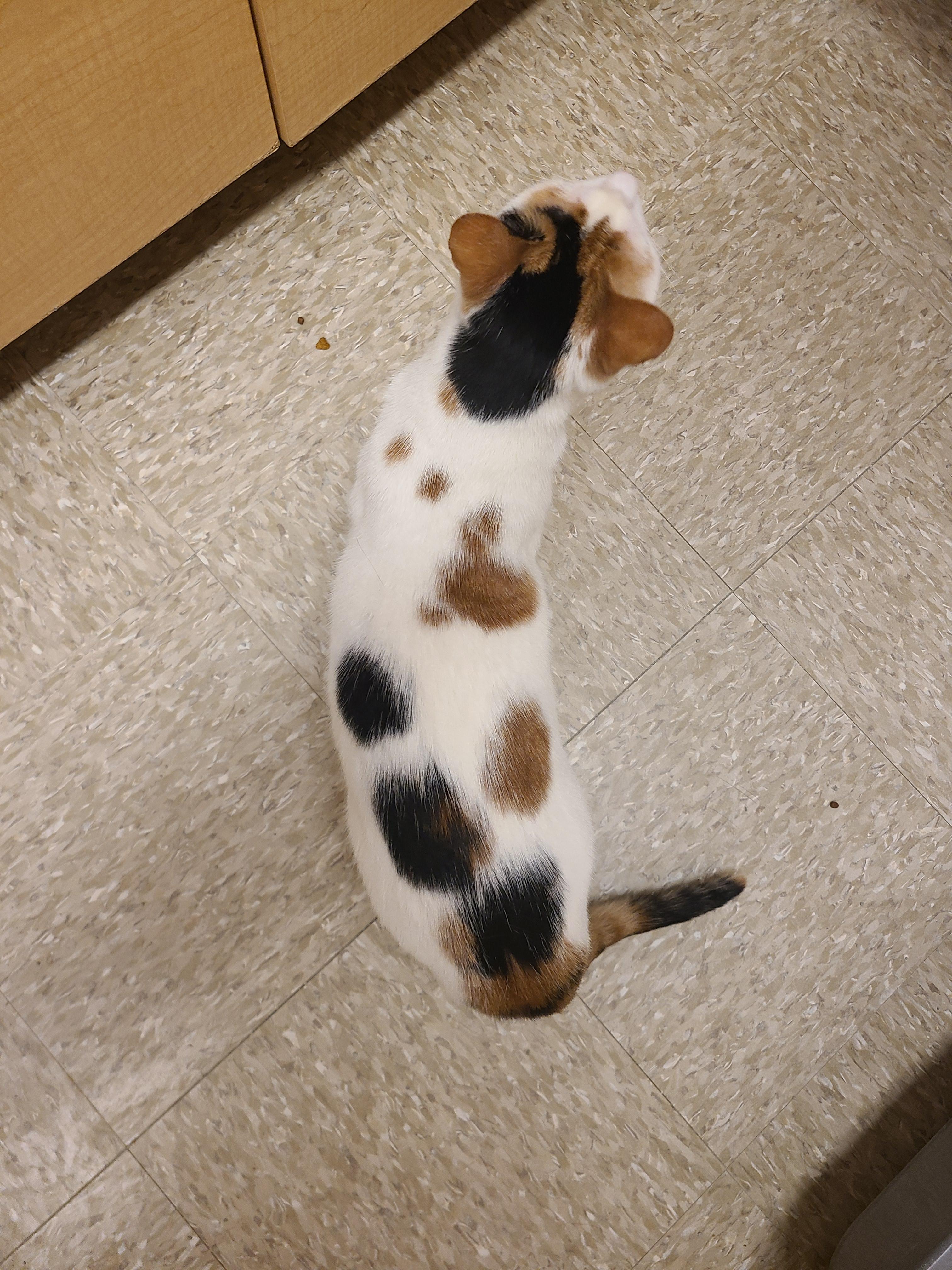 Enlarge Penelope , an adopted Domestic Short Hair in Gerrardstown, WV image 6/6