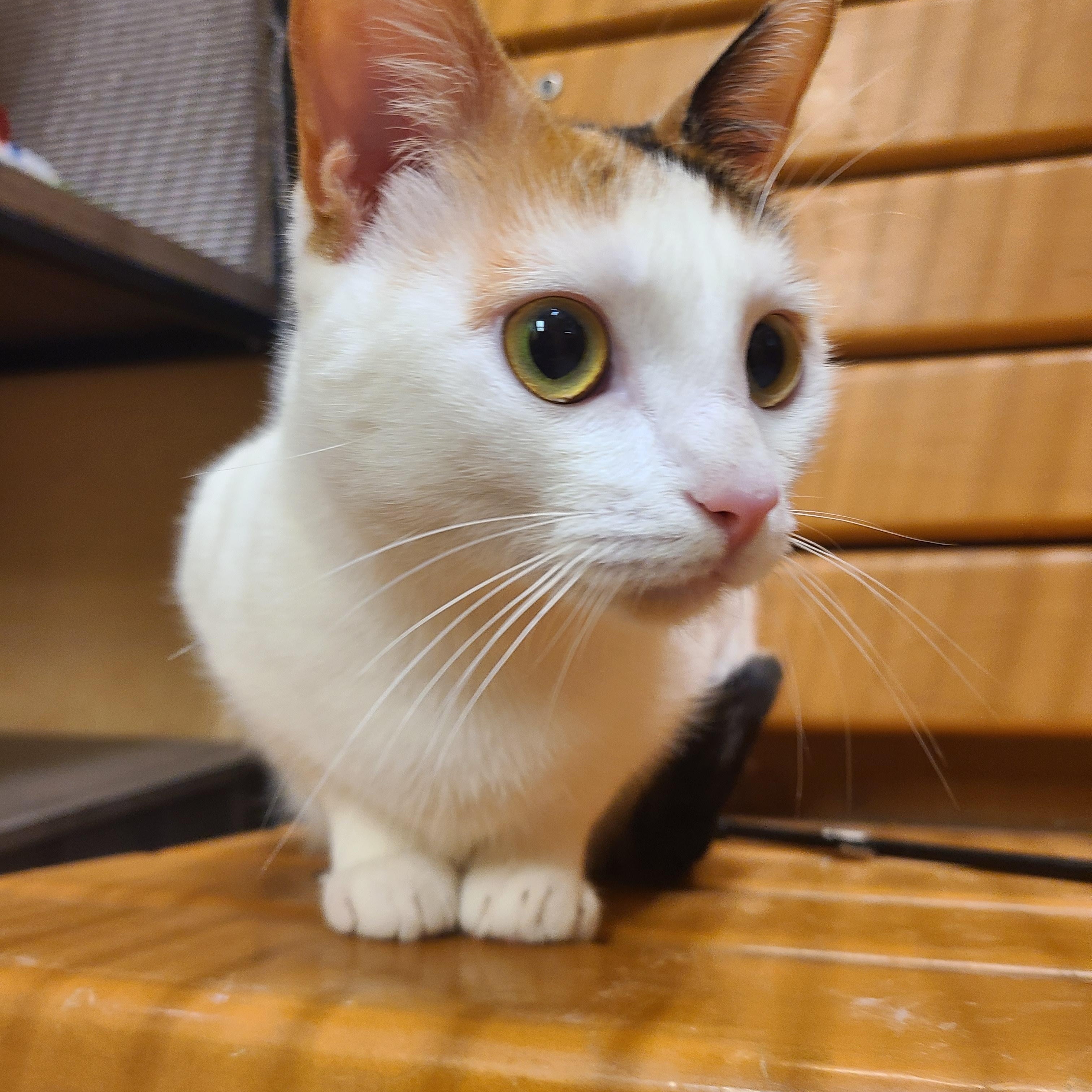 Enlarge Penelope , an adopted Domestic Short Hair in Gerrardstown, WV image 5/6