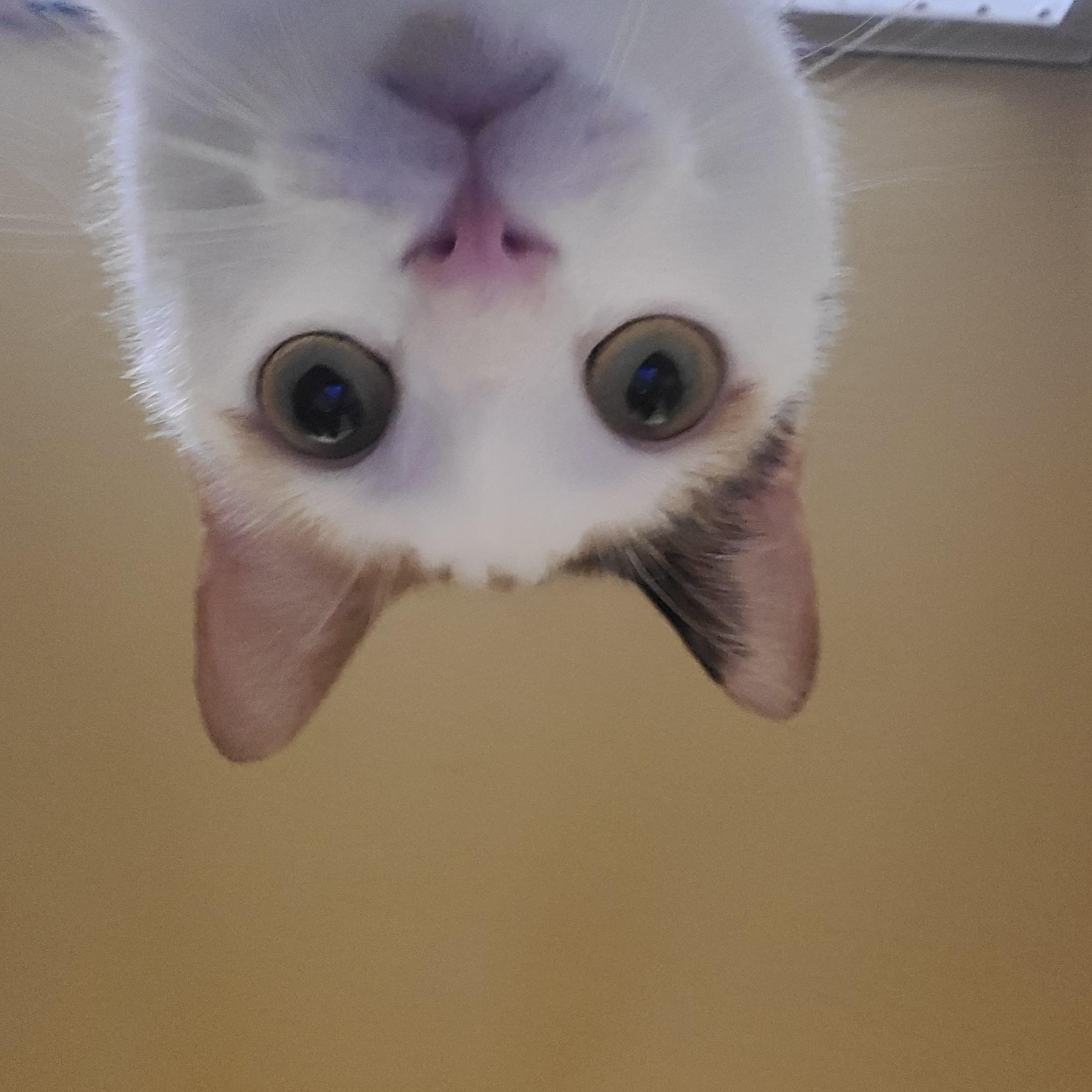 Enlarge Penelope , an adopted Domestic Short Hair in Gerrardstown, WV image 4/6