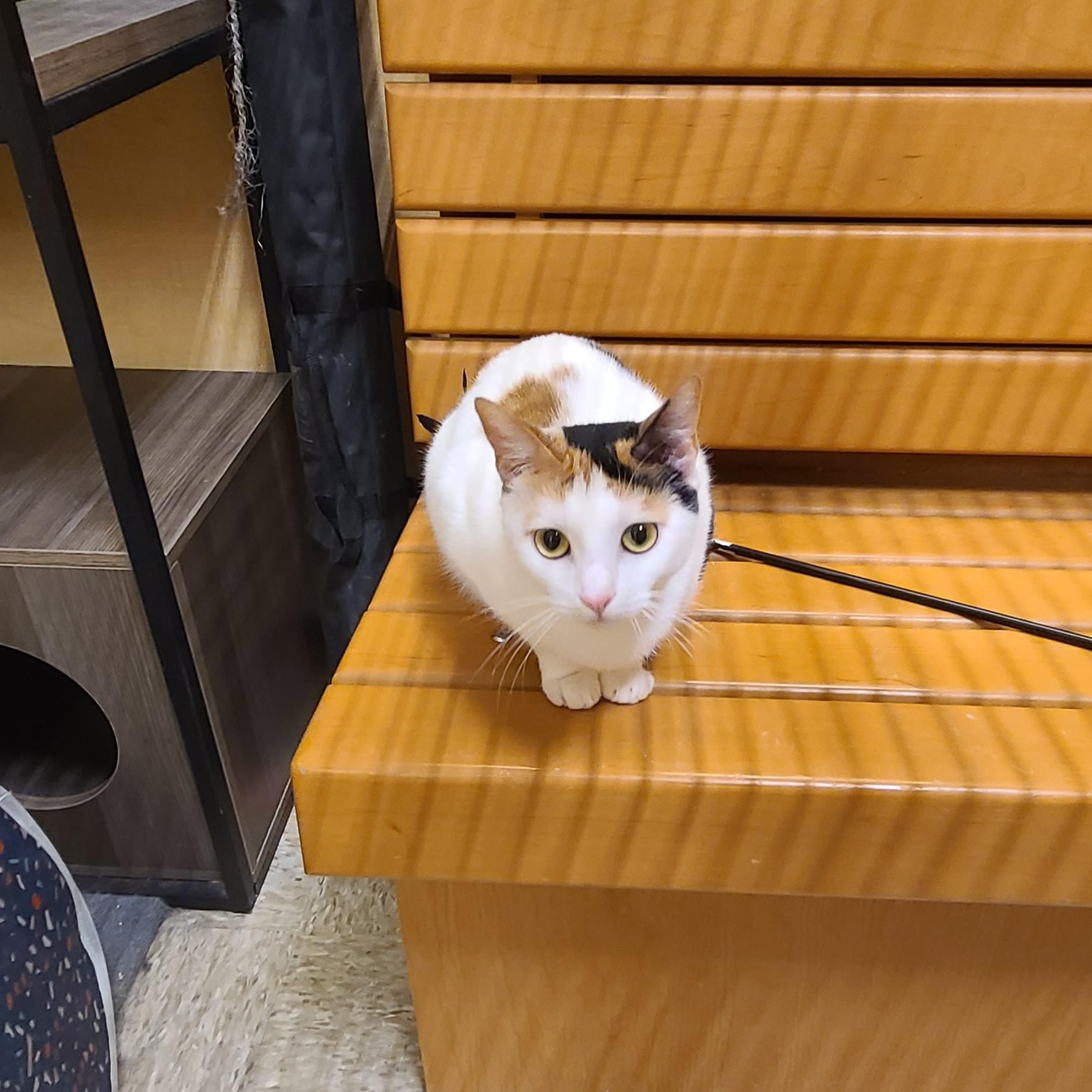 Enlarge Penelope , an adopted Domestic Short Hair in Gerrardstown, WV image 3/6