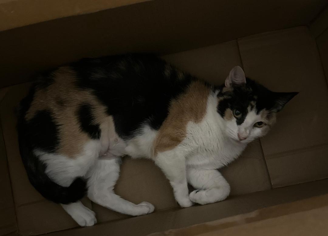 Smooch, adopted, Adult Female Domestic Short Hair.
