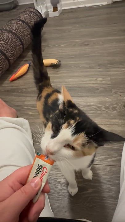 Enlarge Smooch, an adopted Domestic Short Hair in Freemansburg, PA video 2/2