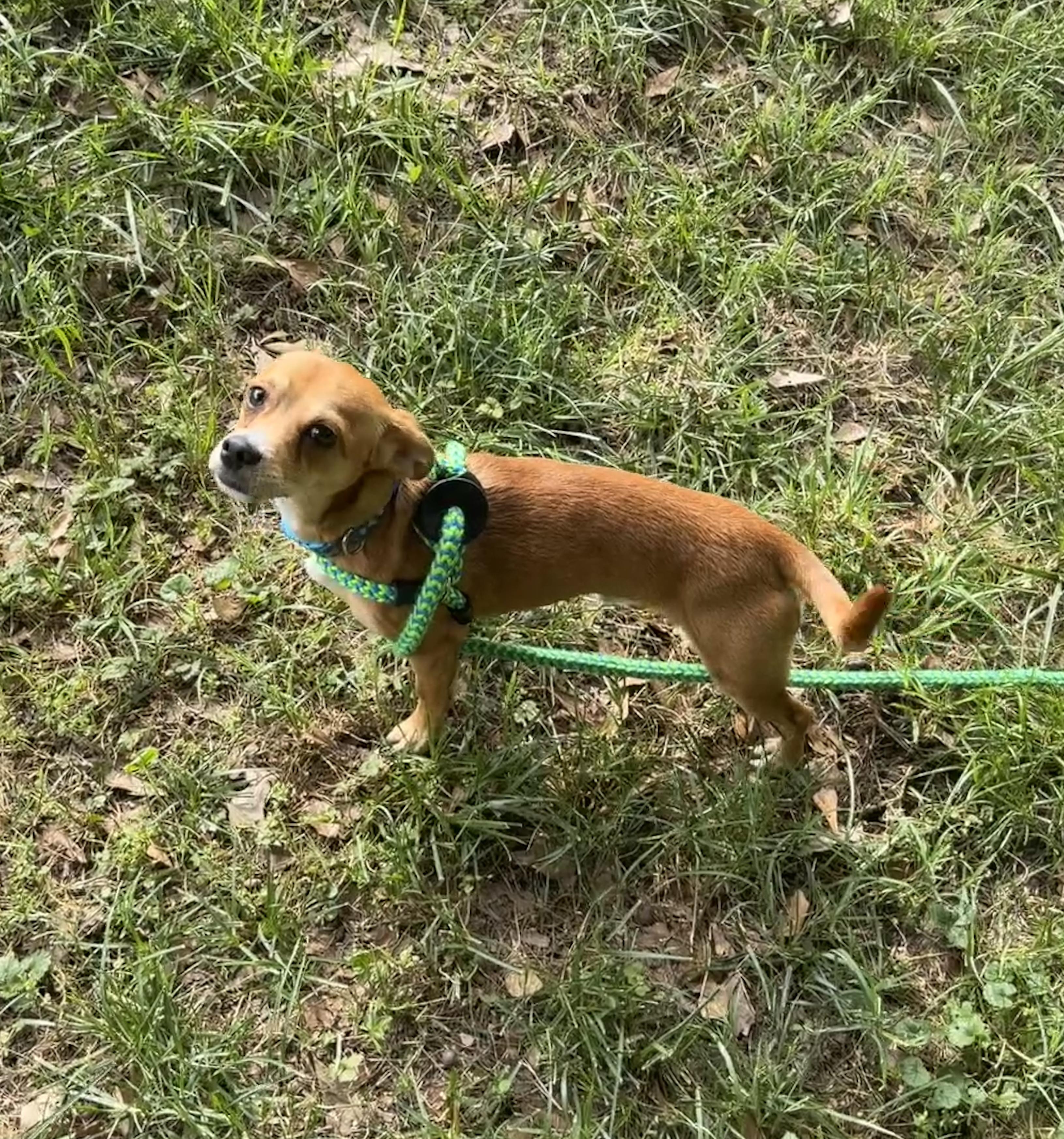 Enlarge Sheldon, a ADOPTABLE mixed breed in Waxhaw, NC image 4/6