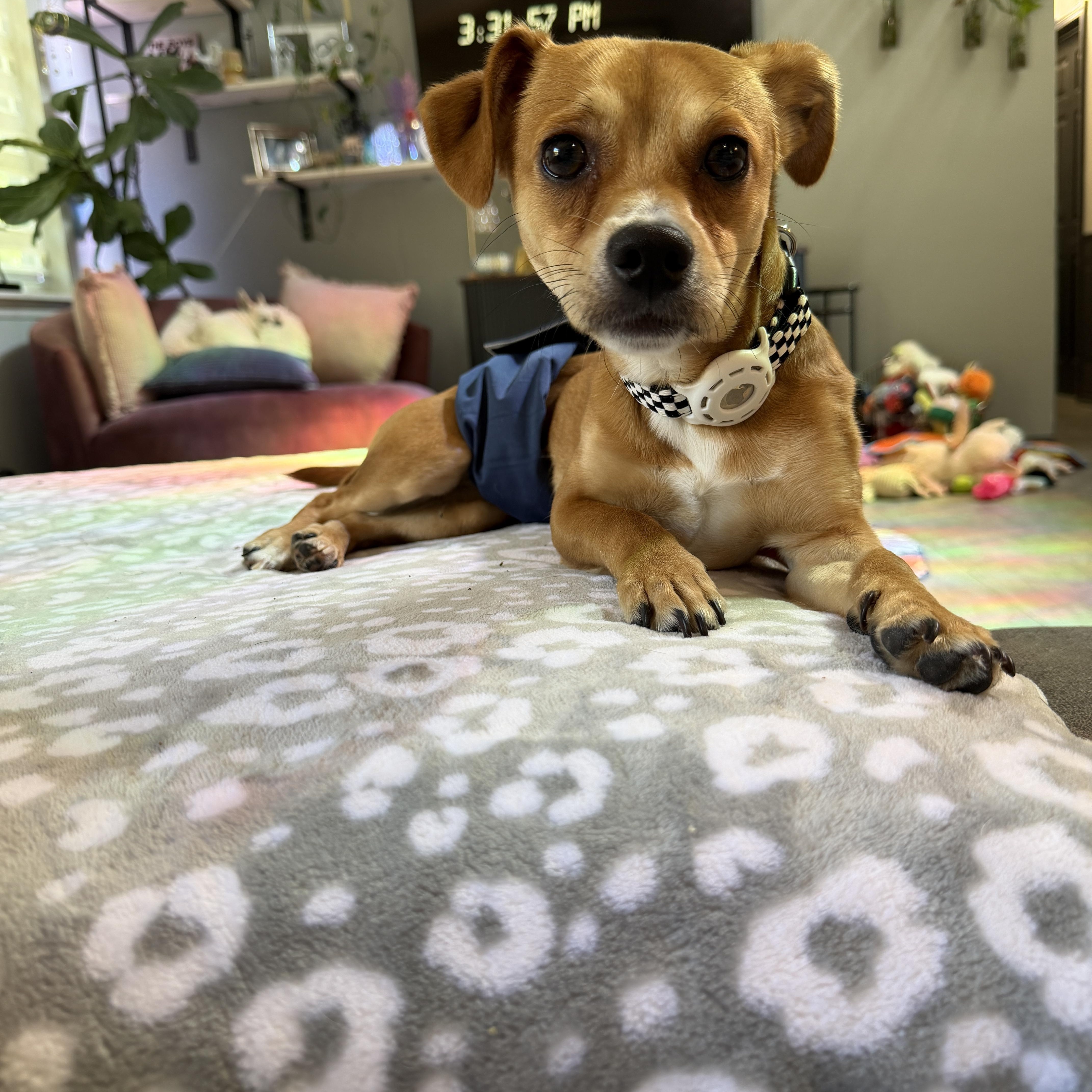 Enlarge Sheldon, a ADOPTABLE mixed breed in Waxhaw, NC image 1/6