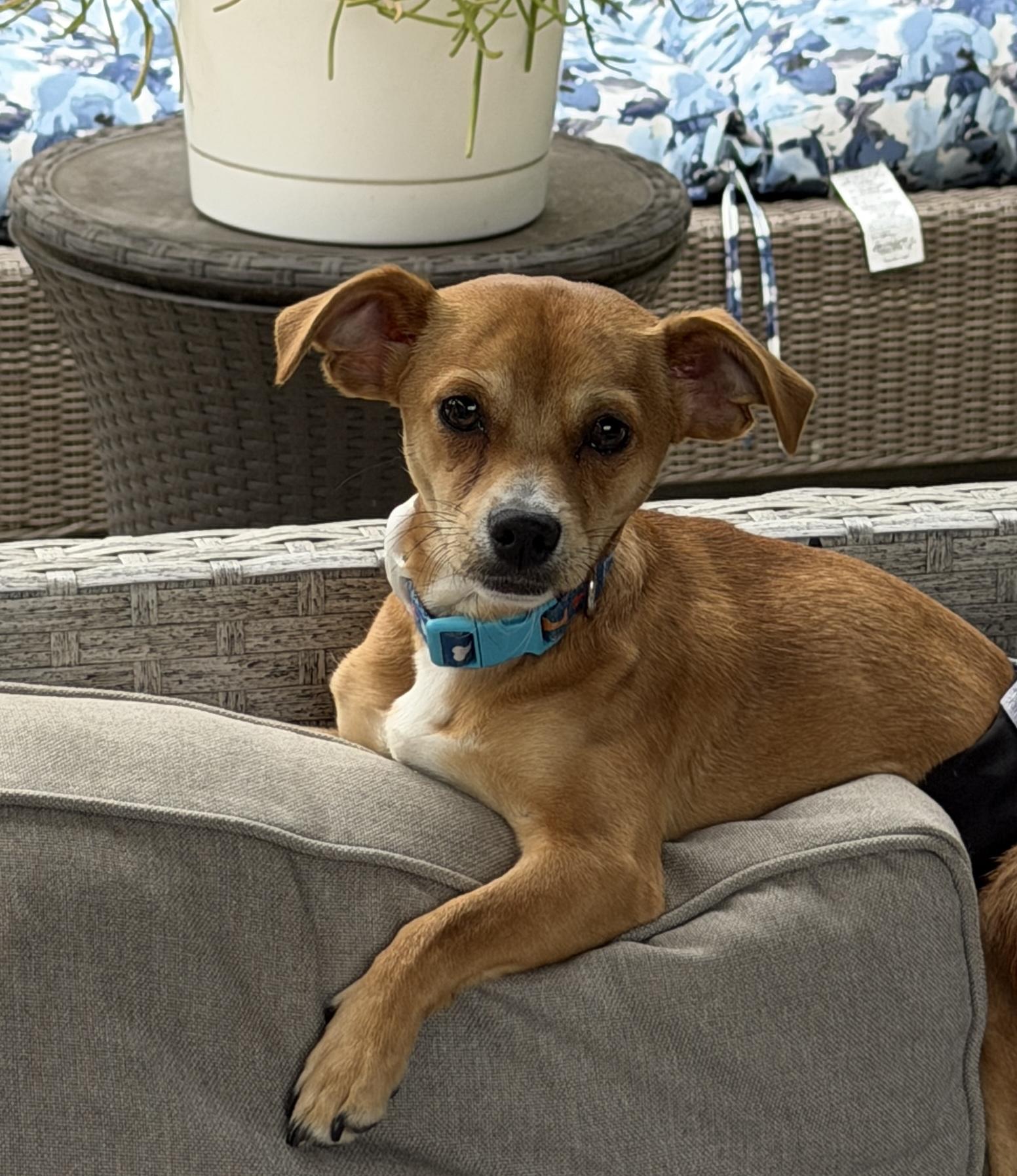 Enlarge Sheldon, a ADOPTABLE mixed breed in Waxhaw, NC image 5/6