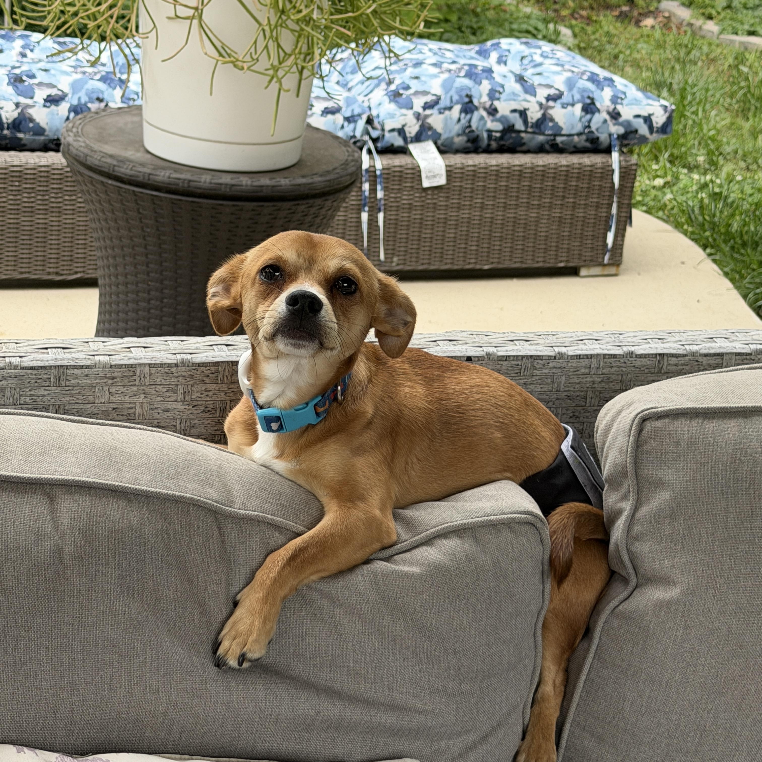 Enlarge Sheldon, a ADOPTABLE mixed breed in Waxhaw, NC image 6/6