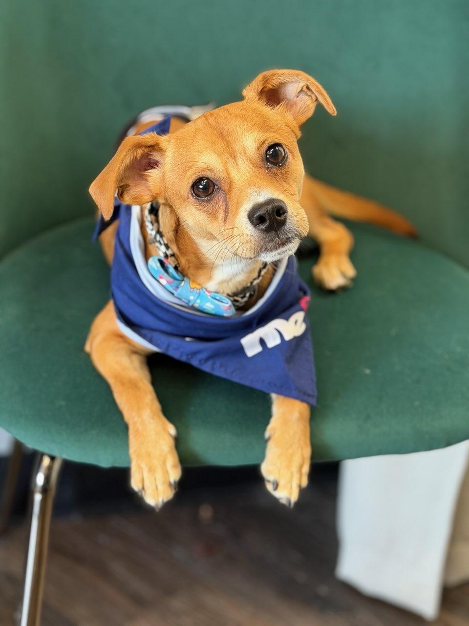 Sheldon, a ADOPTABLE mixed breed in Waxhaw, NC image 5/6