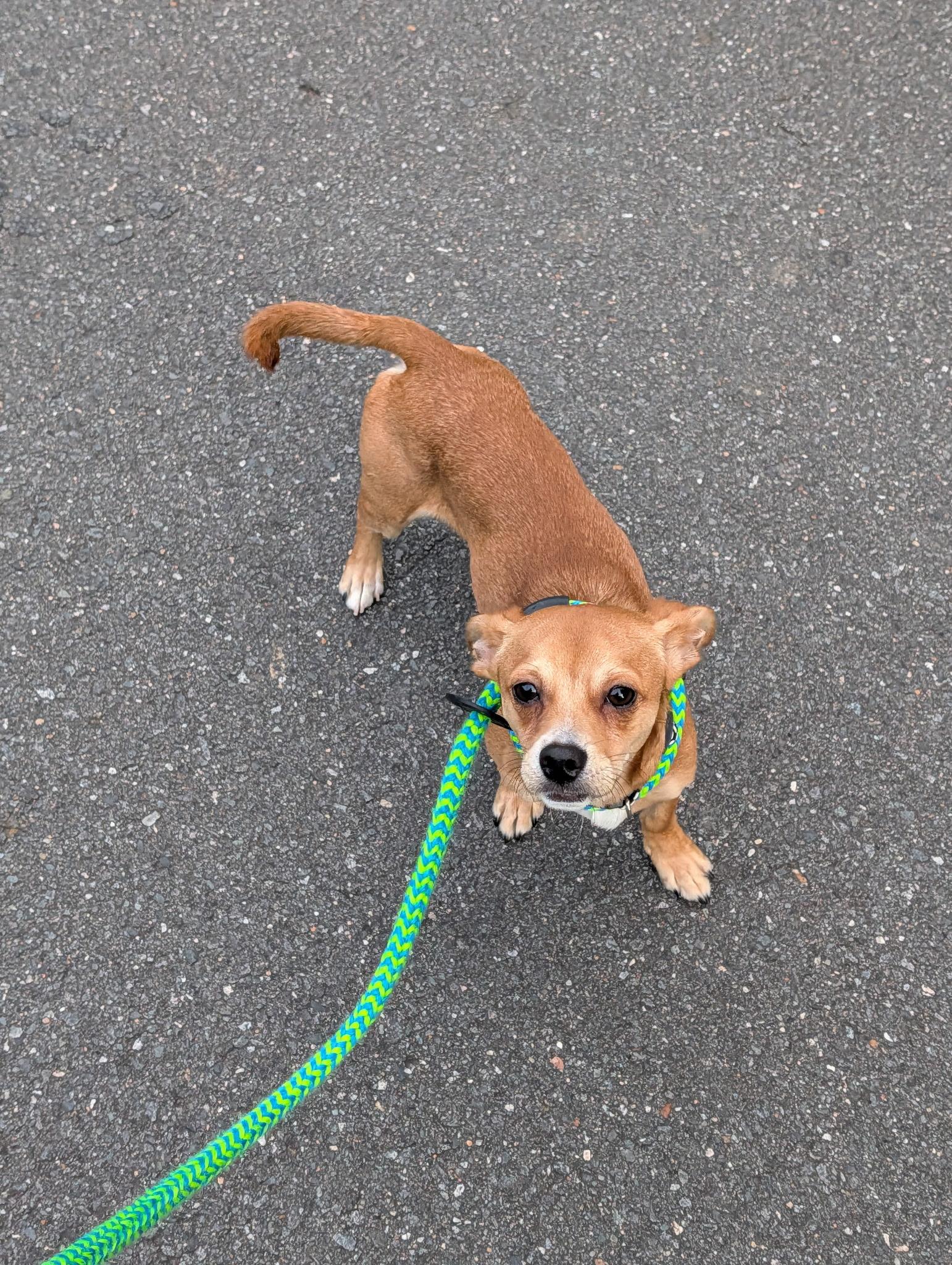 Enlarge Sheldon, a ADOPTABLE mixed breed in Waxhaw, NC image 3/6