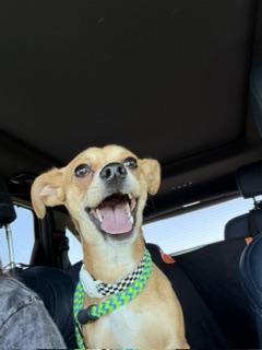 Sheldon, a ADOPTABLE mixed breed in Waxhaw, NC image 1/6