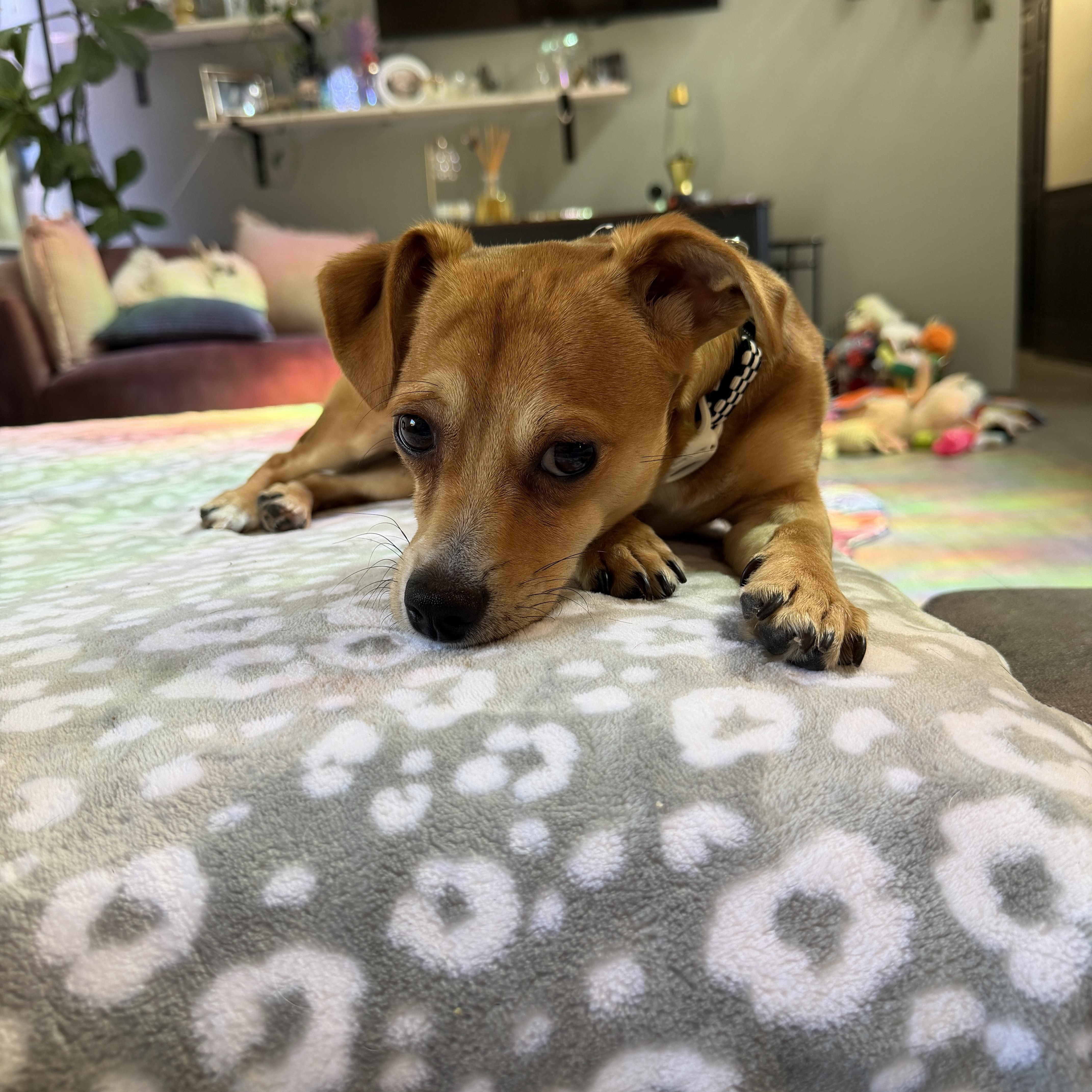 Enlarge Sheldon, a ADOPTABLE mixed breed in Waxhaw, NC image 2/6