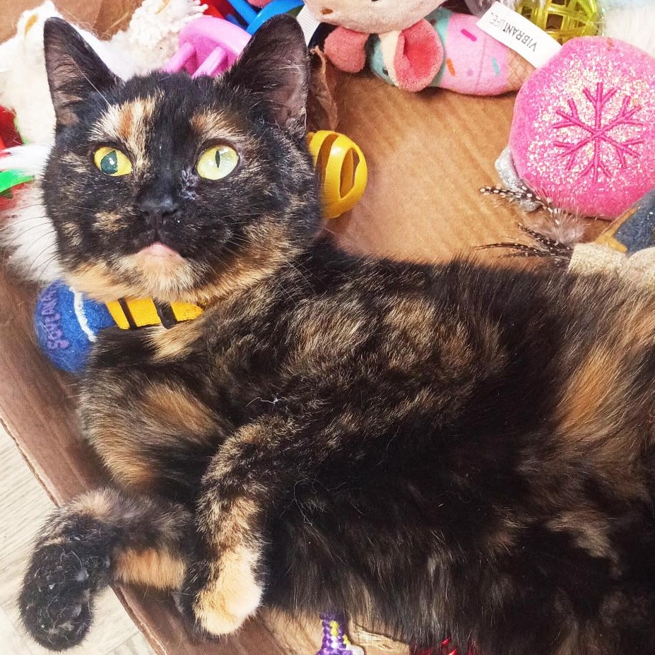 Popsy, ADOPTABLE, Adult Female Domestic Short Hair.