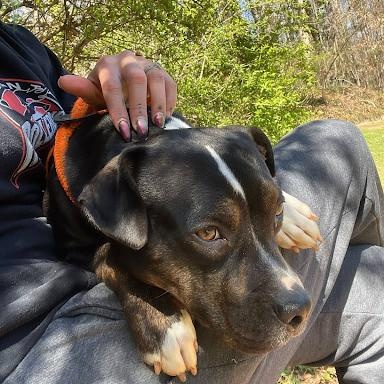 Enlarge Xena, a ADOPTABLE mixed breed in Danbury, CT image 2/6