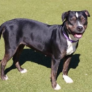 Enlarge Xena, a ADOPTABLE mixed breed in Danbury, CT image 5/6