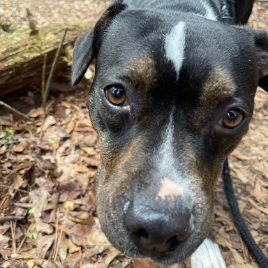 Enlarge Xena, a ADOPTABLE mixed breed in Danbury, CT image 3/6