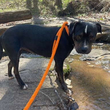 Xena, ADOPTABLE, Young Female Terrier.
