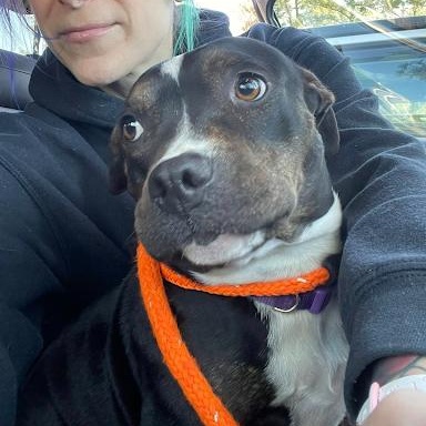 Enlarge Xena, a ADOPTABLE mixed breed in Danbury, CT image 4/6