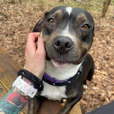 Enlarge Xena, a ADOPTABLE mixed breed in Danbury, CT image 6/6