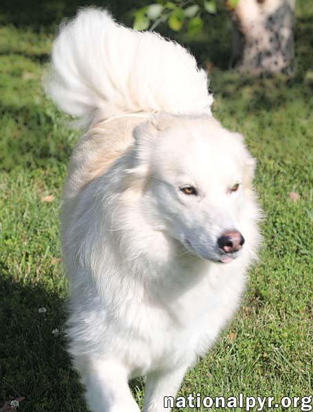 Reba in TN - Has a Beautiful Spirit!, a Adoptable Great Pyrenees in Beacon, NY image 4/4
