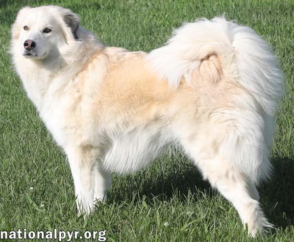 Reba in TN - Has a Beautiful Spirit!, a Adoptable Great Pyrenees in Beacon, NY image 2/4
