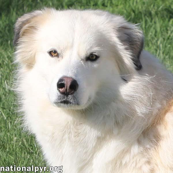 Reba in TN - Has a Beautiful Spirit!, Adoptable, Adult Female Great Pyrenees.
