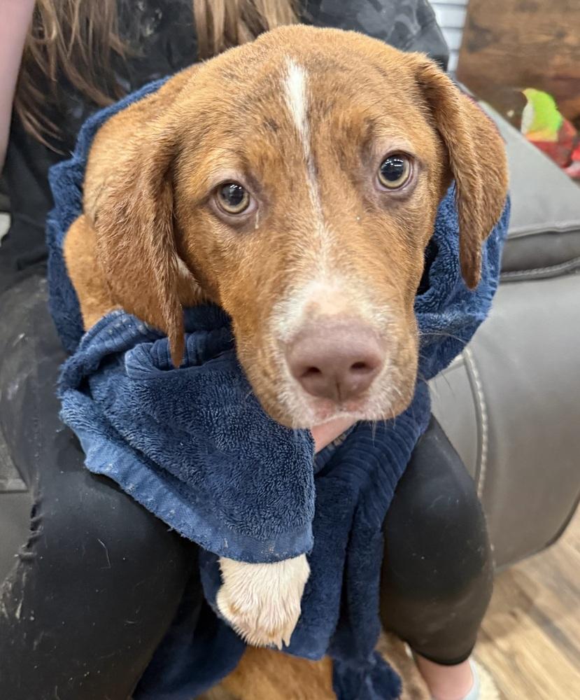 Enlarge Snickers Sweets, a Adoptable mixed breed in Boston, MA image 1/5
