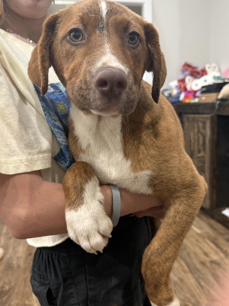 Enlarge Snickers Sweets, a Adoptable mixed breed in Boston, MA image 2/5