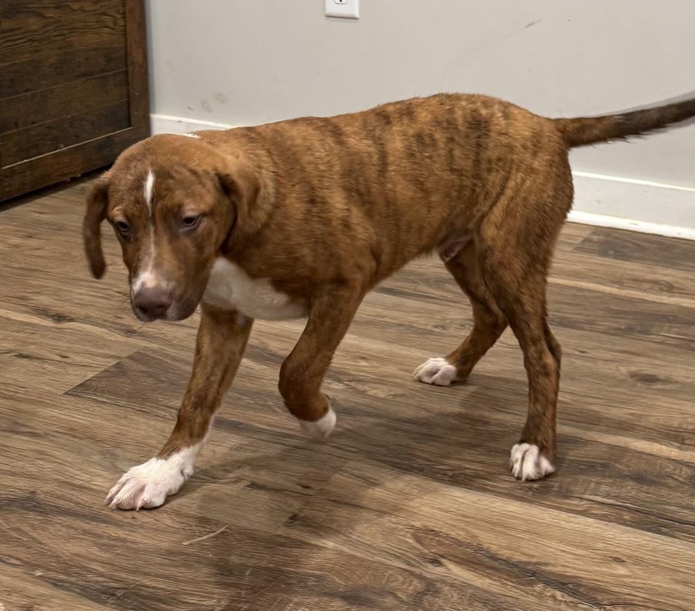 Enlarge Snickers Sweets, a Adoptable mixed breed in Boston, MA image 3/5