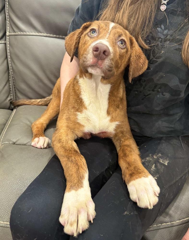 Enlarge Snickers Sweets, a Adoptable mixed breed in Boston, MA image 4/5