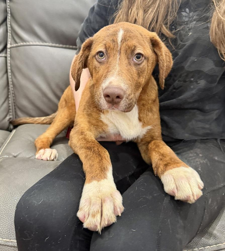 Enlarge Snickers Sweets, a Adoptable mixed breed in Boston, MA image 5/5